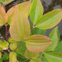 Heptacodium jasminoides